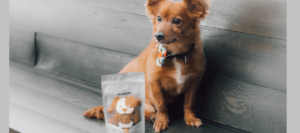 Best Calming Treats for Dogs