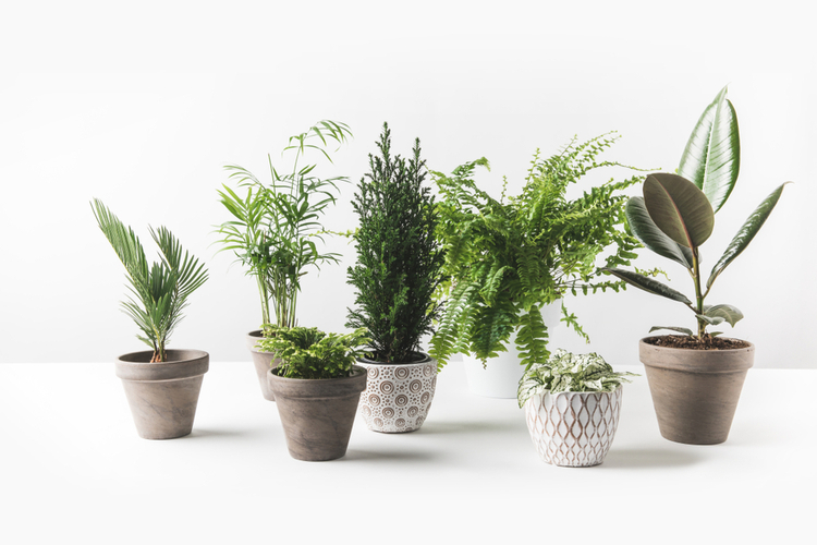 best plant pots